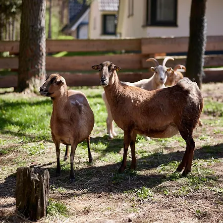 Ferienhaus Ferienhaeuser Im Naturresort Drewitz
